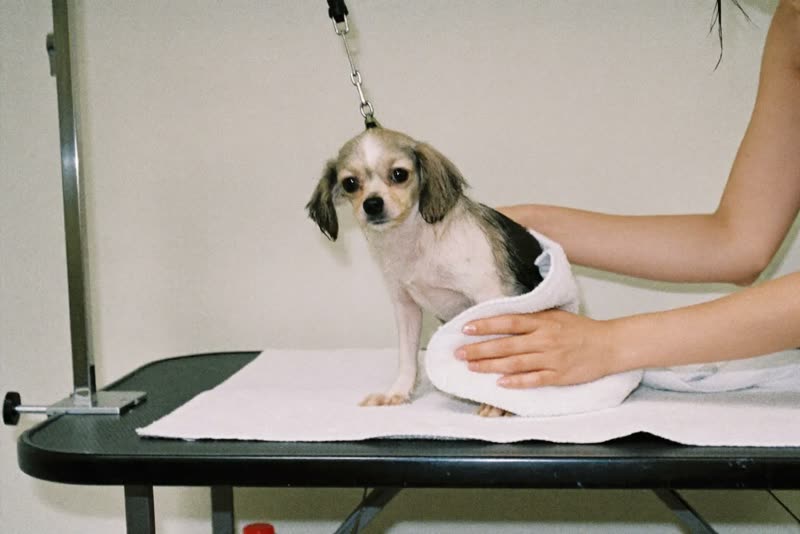 A small dog being towel-dried on a grooming table