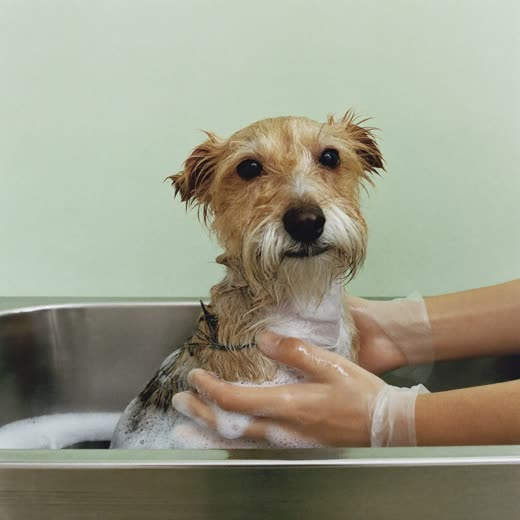 A small dog being bathed in a grooming tub