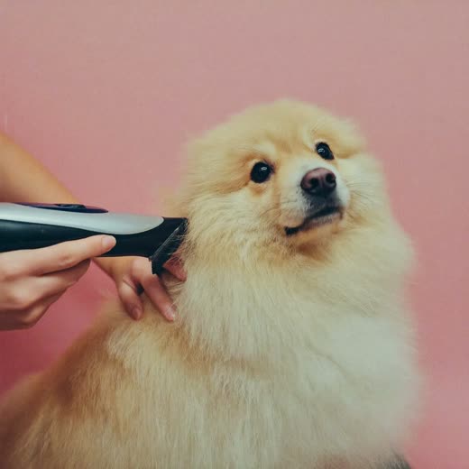 A dog having its coat clipped