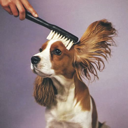 A spaniel being brushed
