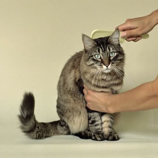 A long-haired cat groomed and sitting calmly